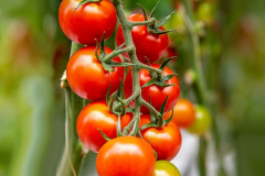 gemuesehof-eggers_brioso-tomate_630x480px