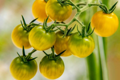 gemuesehof-eggers_cherry-tomate-gelb_630x480px