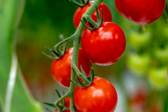 gemuesehof-eggers_cherry-tomate-rot_630x480px-1