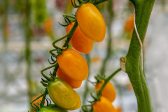 gemuesehof-eggers_dattel-tomate-orange_630x480px