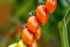 gemuesehof-eggers_dattel-tomate-rot_630x480px