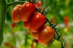 gemuesehof-eggers_eier-tomate_630x480px
