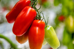 gemuesehof-eggers_flaschen-tomate_sanmarzano_630x480px