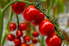 gemuesehof-eggers_paprika-tomate_630x480px