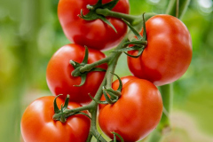 gemuesehof-eggers_rispen-tomate_630x480px