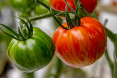 gemuesehof-eggers_safari-tomate_630x480px