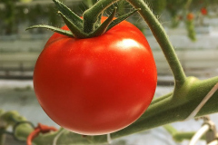 gemuesehof-eggers_snacktomate_630x480px