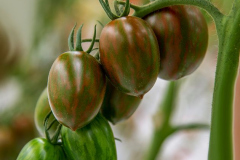 gemuesehof-eggers_tiger-eier-tomate_630x480px