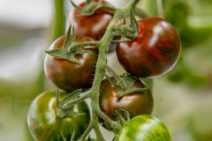 gemuesehof-eggers_tiger-tomate_630x480px