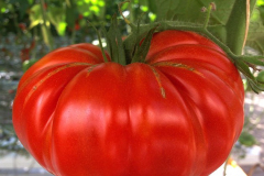 gemuesehof-eggers_vierlaender-platte_630x480px