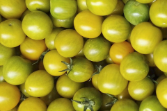 hbv_goldino-tomaten_630x480px