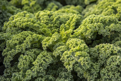 hbv_gruenkohl_630x480px