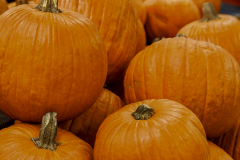 hbv_halloween-kuerbis_630x480px