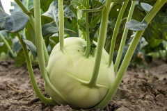 hbv_kohlrabi_630x480px