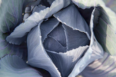 hbv_rotkohl_630x480px