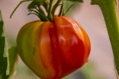 hbv_vierlaender-tomate_630x480px