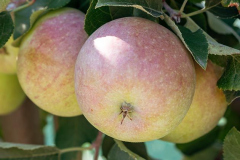 hbv_fuji_630x480px