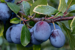 hbv_pflaumen-v-baum_630x480px
