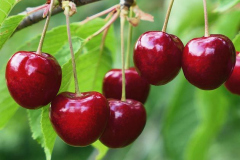 hbv_suesskirschen_630x480px