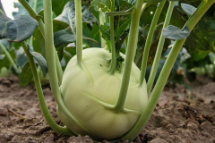 hbv_kohlrabi_630x480px