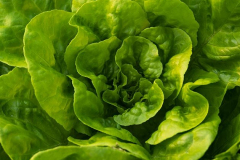 hbv_kopfsalat-gruen_630x480px