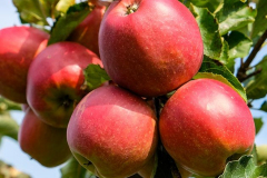 hbv_braeburn_630x480px