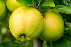 hbv_golden_delicious_630x480px