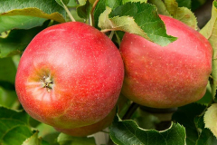 hbv_marnica_630x480px