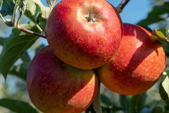 hbv_roter_boskoop_630x480px