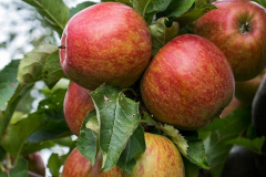 hbv_rubinstar_630x480px