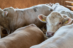 charolais-rinder-1