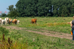 woermbke_mutterkuehe_1296x600px